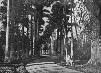 Palmiers à choux dans les jardins de Peradeniya, vers 1890, 1910