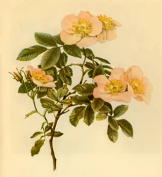 Églantier, vers 1890-1908, 1944