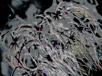 Countryfile, 2015 (photographie)
