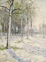 Peupliers dans la neige