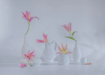 Lys roses délicats