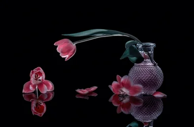 Élégantes tulipes roses