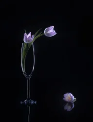 Élégantes tulipes violettes