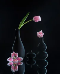 Élégantes reflets de tulipes