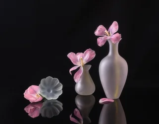 Tulipes roses fanées
