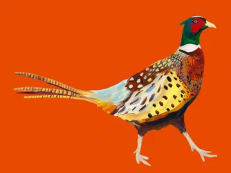 Faisan coloré