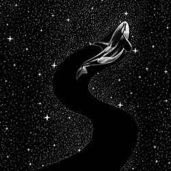 Orca à travers les étoiles