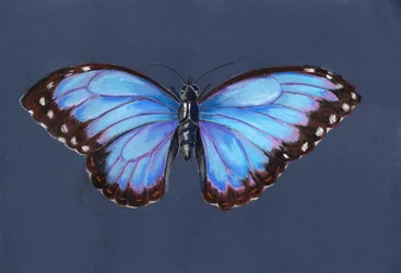 Papillon Morpho bleu, 2019