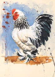 Coq nain Brahma, 2020