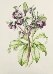 Helleborus Orientalis de Helen Ballard (fleurs pourpres foncées)