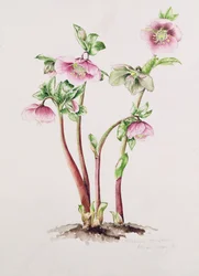 Rose de Carême : Helleborus orientalis