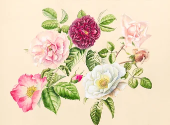 Roses du jardin, 2020