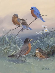Bluebird, Robin, par Allan Brooks