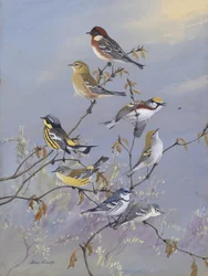 Warblers 001, par Allan Brooks