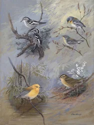 Warblers 002, par Allan Brooks