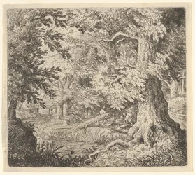 Le ruisseau dans le bois