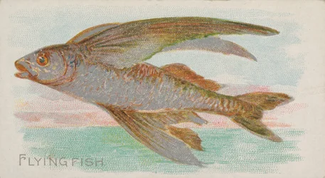 Poisson volant, de la série Fish from American Waters N8 pour Allen & Ginter Cigarettes, 1889