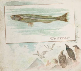 Whitebait, de la série Fish from American Waters N39 pour Allen & Ginter Cigarettes