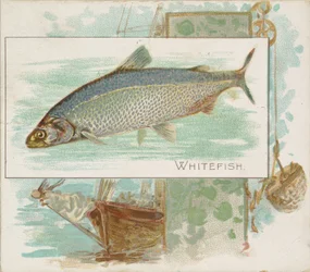 Poisson blanc, de la série Poissons des eaux américaines N39 pour les cigarettes Allen & Ginter, 1889