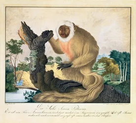 Le singe Saki, 1835