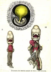 Évolution de l