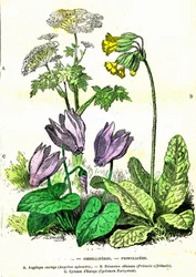 Ombellifères, Primulacées : Création Naturelle et Êtres Vivants. Dessin par A. Demarle. 1885