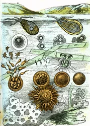 Préhistoire-Amibes, Bactéries, Monères (Croissance) : Êtres rudimentaires organisés. Création naturelle et êtres vivants. Dessin par A. Demarle. 1885