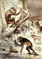 Les Singes Catarhiniens (Période Miocène) : Les Semnopithèques. La création naturelle et les êtres vivants de J. Rengade. Dessin A. Demarle