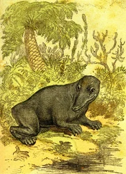 Le Labyrinthodonte (Amphibie): Amphibien de la période du charbon. Création naturelle et êtres vivants. Dessin A. Demarle 1885