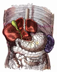 Le tube digestif - (Vie normale et santé par J. Rengade) - Dessin A. Demarle 1881