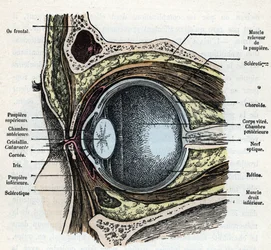 Coupe verticale d