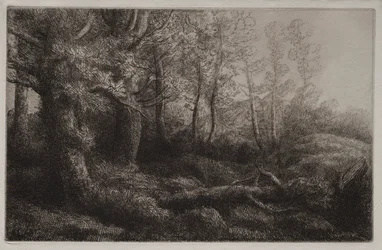 Étude de forêt
