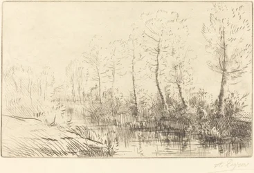Les bouleaux : Bord de l