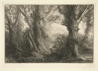 Dans la forêt de Conteville