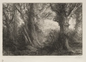 Dans la forêt à Conteville