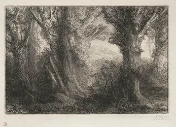 Dans la forêt à Conteville