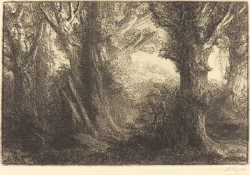Dans la forêt de Conteville
