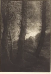Les grands arbres : Effet du soir
