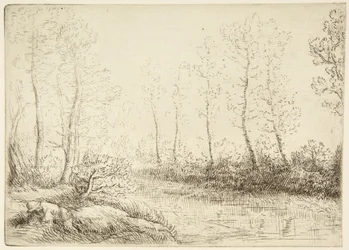 Les Bouleaux