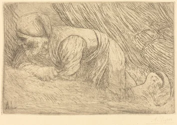 Le fagotier