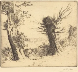 Les saules