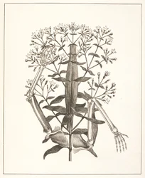 Illustration de 