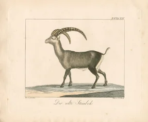 Bouquetin des Alpes (gravure en couleur)