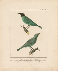 Hippocampe à tête noire (gravure sur cuivre coloriée à la main)