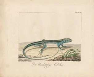 Scinque à tête bleue (gravure sur cuivre coloriée à la main)