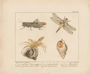 Libellule, sauterelle et bernard-l