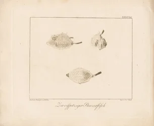 Poisson-lune (gravure sur cuivre)