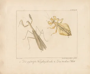 Mante religieuse et insecte à feuilles (gravure sur cuivre coloriée à la main)