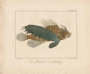 Rascasse rouge (gravure sur cuivre colorée à la main)
