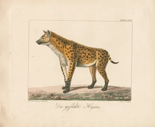 Hyène tachetée (lithographie coloriée à la main)